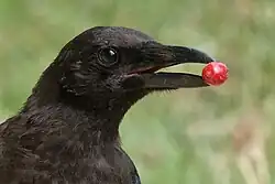Gros plan sur la tête d'une corneille tenant dans son bec un petit fruit rond et rouge.