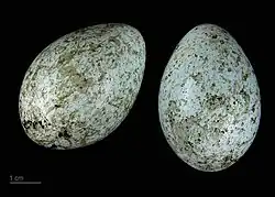 Deux œufs de forme ovoïde, de couleur bleu-vert, le tout sur fond noir.