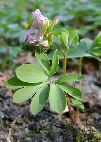 Description de l'image Corydalis pumila kz3.jpg.