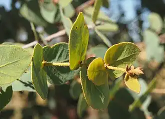 Jeune pousse montrant les feuilles opposées rugueuses.