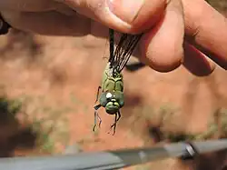 Vue faciale de Coryphaeschna viriditas mâle