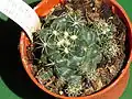 Coryphantha pycnacantha