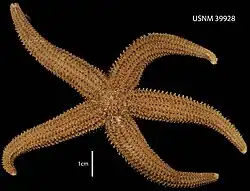 Cosmasterias lurida.