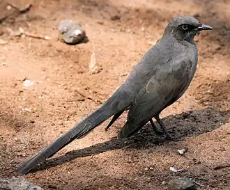 Spréo cendré (Cosmopsarus unicolor)
