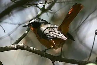 Description de cette image, également commentée ci-après