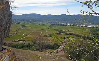 Le vignoble entre Cuers et Pierrefeu.