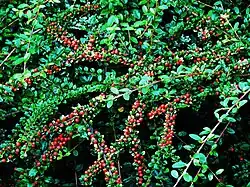 Cotoneaster horizontalis avec ses baies.