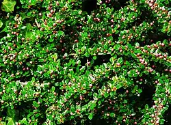 Cotoneaster horizontalis en fleurs.