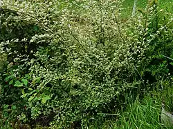 Buisson au printemps.