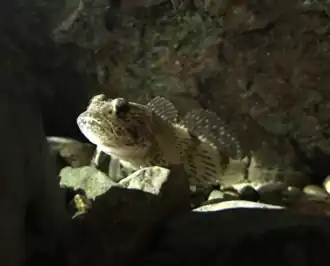 Description de l'image Cottus rhotheus.png.