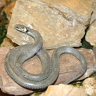 Un serpent grisâtre est lové sur des rochers
