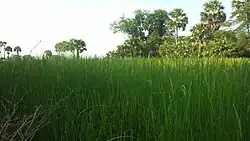 Province de Svay Rieng