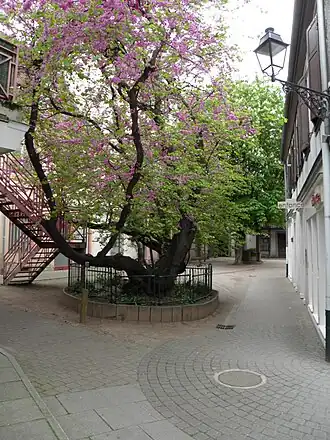 Image illustrative de l’article Cours Waldner-Stephan