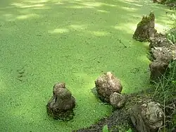 Les pneumatophores du cyprès chauve dans le parc du Château.