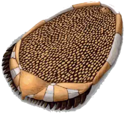 Reconstitution d'un Courtessolea