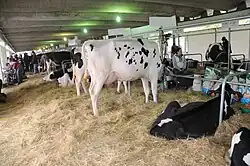 photo couleur de vaches pie noir dans un concours. Les vaches sont filiformes à mamelles développées.