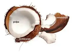 Pulpe de noix mûre.