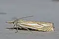 Crambus lathoniellus  (Zincken, 1817)