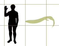 Silhouettes de Crassigyrinus scoticus et d'un être humain côte à côte.