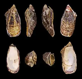 Crassostrea gigas (Ostreida).