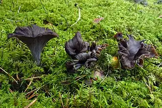 Craterellus cornucopioides, un Cantharellales
