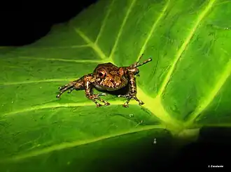 Description de l'image Craugastor alfredi.jpg.