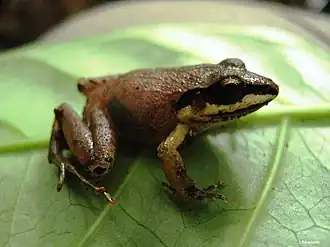 Description de l'image Craugastor loki.jpg.