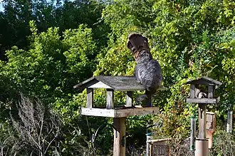 Dinde attirée près d'une habitation humaine par des graines distribuées aux petits passereaux.