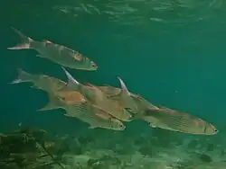 Un groupe de mulets à queue bleue (Crenimugil crenilabis)