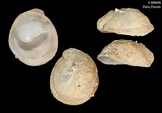 Description de l'image Crepipatella dilatata (MNHN-IM-2000-31617).jpeg.