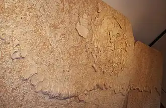 Fossile associé d'un requin du genre Cretodus et d'une tortue marine du genre Protosphargis datant du Crétacé de l'actuelle Italie.