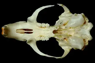 Crâne avec deux incisives orangées à droite, deux fois trois molaires au centre et de larges orbites