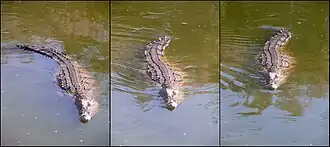 Trois photographies d'un crocodile vue de face en train de nager, ondulant la queue sur la photo de droite, ondulant le reste du corps sur celle du milieu et avec la queue courbée à gauche sur celle de gauche.