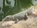 Crocodile du Nil, Crocoparc, Agadir, Maroc.