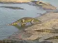 Crocodiles de Yamoussoukro sortant de l'eau pour être nourris.