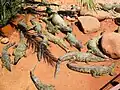 Crocodiles au soleil dans un des espaces du parc.