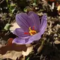 Crocus pallasii