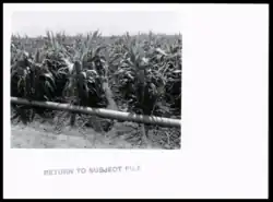 Cultures à Balko, 1958.