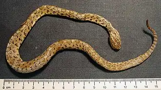 Description de l'image Crotalus stejnegeri.jpg.