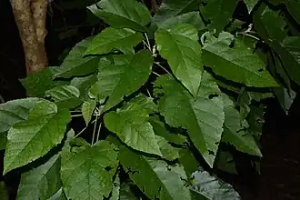 Description de cette image, également commentée ci-après