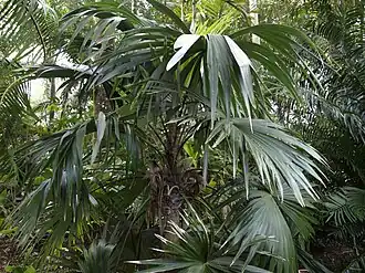 Description de l'image Cryosophila kalbreyeri.jpg.