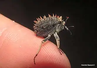 Description de l'image Cryptochile echinata02.jpg.