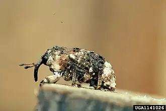 Description de l'image Cryptorhynchus lapathi 1141026.jpg.