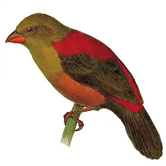 Description de l'image Cryptospiza shelleyi.jpg.