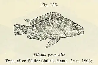 Description de l'image Ctenochromis pectoralis.jpg.