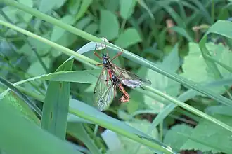 Description de cette image, également commentée ci-après