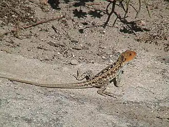 Description de l'image Ctenophorus pictus.JPG.