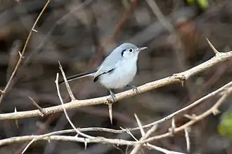 Description de l'image Cuban Gnatcatcher.jpg.
