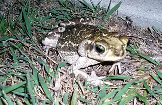 Description de l'image Cuban toad at Guantanamo.jpg.