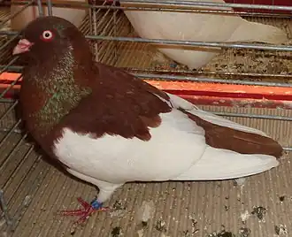 Culbutant Pie à bec clair rouge.